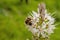 Bumblebee pollinating summer asphodel flowers