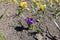 Bumblebee pollinating violet flower of crocus in April