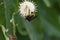 Bumblebee pollinating white Buttonbush flower