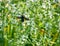 A bumblebee pollinating white flower Salvia aethiopis also known as Mediterranean or African sage