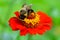Bumblebee Pollinating A Zinnia Flower Closeup