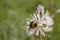 Bumblebee pollination on asphodel flowers