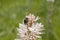 Bumblebee pollination on asphodelus flowers