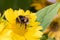 Bumblebee pollination on yellow flower