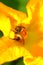 Bumblebee on a pumpkin flower