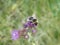 Bumblebee purple blossom of a thistle