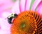 Bumblebee in purple coneflower, orange centre, macrophotography