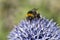 Bumblebee on Purple Flower