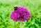 Bumblebee on Purple Flower