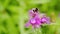 Bumblebee on a purple flower of common knapweed. Centaurea jacea.