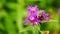 Bumblebee on a purple flower of common knapweed. Centaurea jacea. Slow motion.