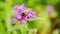 Bumblebee on a purple flower of common knapweed. Centaurea jacea. Slow motion.