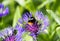 Bumblebee on a purple flower of the mountain knapweed, Centaurea montana.