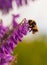 Bumblebee on purple hairy vetch