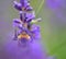 Bumblebee on the purple plant