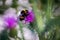 Bumblebee on a purple thistle collecting pollen