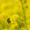 Bumblebee on rapeseed oil plant in yellow field