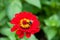 Bumblebee on the red flower Zinnia Peruvian