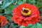Bumblebee on Red Zinnia