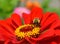 Bumblebee on a red zinnia