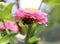 A Bumblebee Resting Beneath a Pink Zinnia Flower