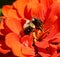 Bumblebee Resting On An Orange Zinnia Flower