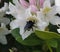 Bumblebee on Rhododendron 1