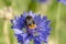 A bumblebee on a sage plant