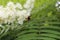 A bumblebee sat on a blossoming lemongrass