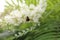 A bumblebee sat on a blossoming lemongrass