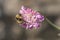 Bumblebee on Scabious Pink Mist  Scabiosa pincushion flower head