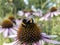 Bumblebee searches for nectar on a purple coneflower