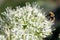 Bumblebee Searching for pollen on White Flower