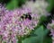 Bumblebee Sedum