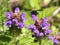 Bumblebee on Self-heal (Prunella vulgaris)