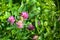 Bumblebee sit on pink clover flower on green grass background closeup, bumble bee pollinating blooming purple clover on sunny day