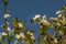 A bumblebee sits on a branch of a blossoming cherry tree.