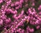 A bumblebee sits on heath family flower