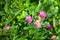 Bumblebee sits on pink clover flower on green grass background close up, bumble bee on blooming purple clover on sunny day macro