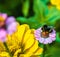 A bumblebee sits on a pink zinnia flower.