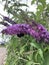 A bumblebee sits on the purple flowers of the buddleia of David bush