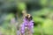 A Bumblebee Sitting Atop a Purple Flower Stalk Gathering Pollen