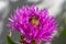 Bumblebee sitting in the center of a pink cornflower