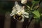 Bumblebee sitting on a flower Apple tree in Sunny day