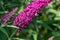 Bumblebee sitting on flowering pink butterflybush - Buddleja davidii - in garden.