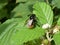 Bumblebee sitting on a leaf of a blackberry bush