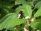 Bumblebee sitting on a leaf of a blackberry bush