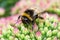 A bumblebee sitting on pink flower