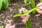 Bumblebee sitting on a pink hyacinth. Spring seasonal of growing plants. Traditional blooming