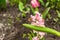 Bumblebee sitting on a pink hyacinth. Spring seasonal of growing plants. Traditional blooming